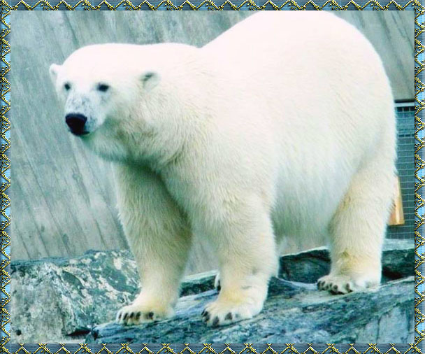фотография белого медведя