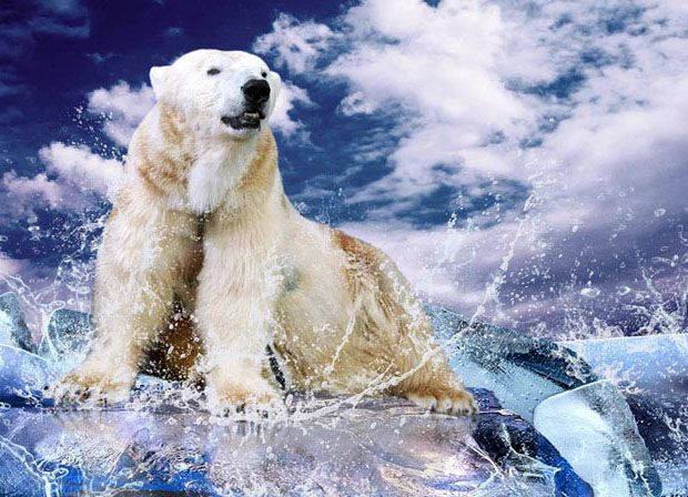 фото белого медведя на льдине