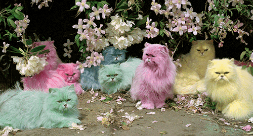разноцветные кошки