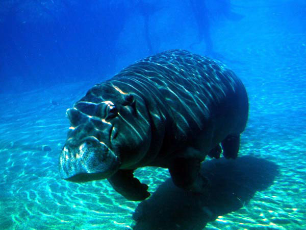 плывущий под водой бегемот