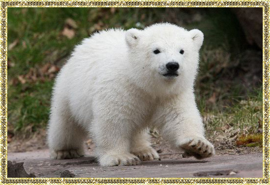 Фото белого медвежонка