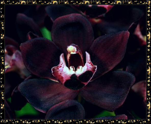 черная орхидея