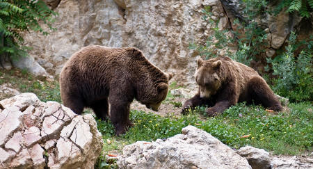 Фото медведей в зоопарке