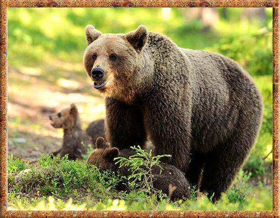 медведица и медвежата фото