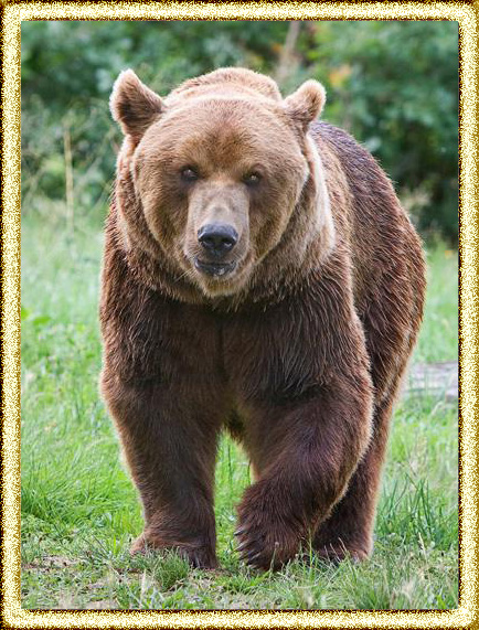 красивое фото бурого медведя