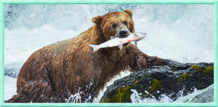 медведь с рыбой в зубах