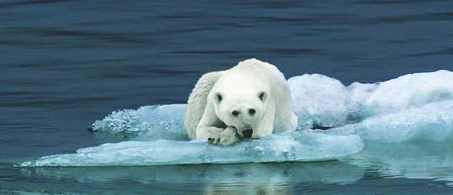 медведь на льдине