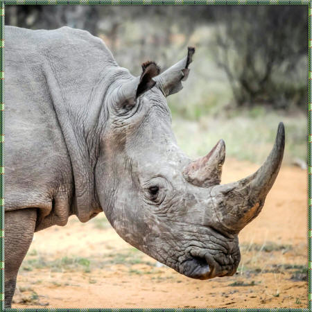 Фотография носорога в профиль