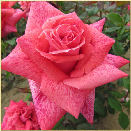 фото дизайнерской розы