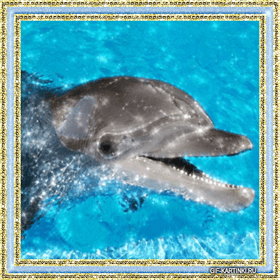 Анимированное фото дельфина