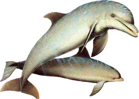 картинка двух дельфинов