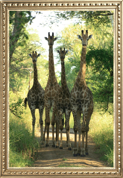стадо жирафов