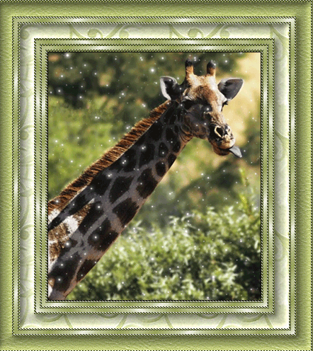 картинка жирафа
