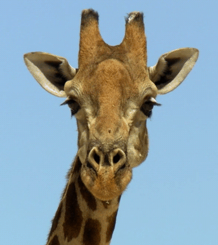 подмигивающий жираф