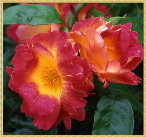 Плетистые чайно-гибридные розы