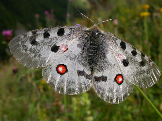 Черно-белая бабочка