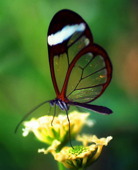 Фото прозрачной бабочки