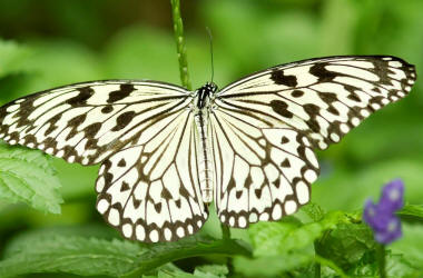фото черно белой бабочки