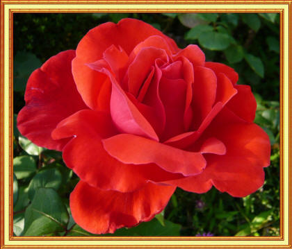 фото красной розы