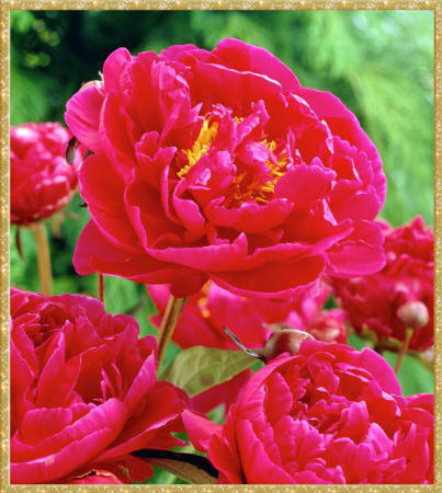фото розовых цветов
