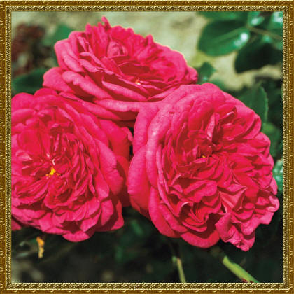 Плетистая роза лагуна