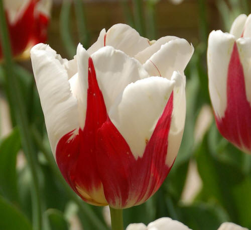 бело красный тюльпан