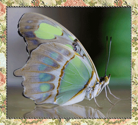 живое фото бабочки