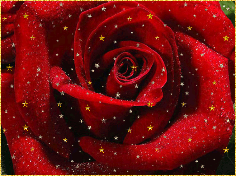 картинка розы