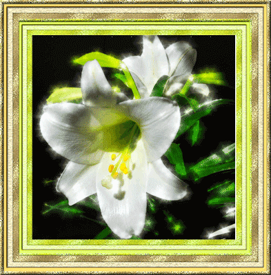 белоснежная лилия