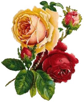 Блестящие розы