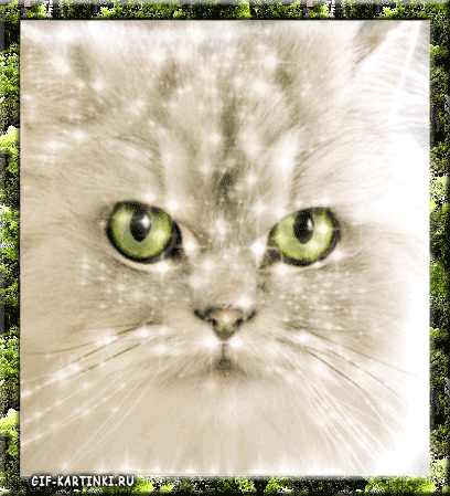 белый кот с зелеными глазами