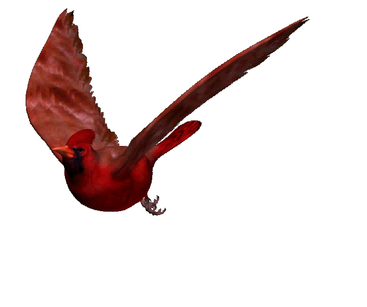 анимация красной птицы