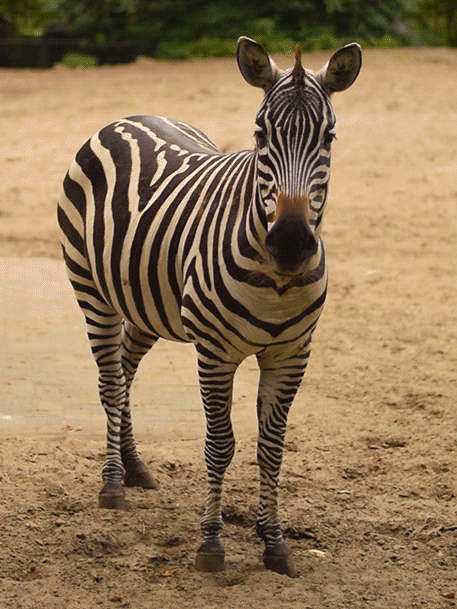 анимация зебра