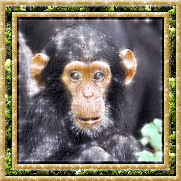 маленький шимпанзе