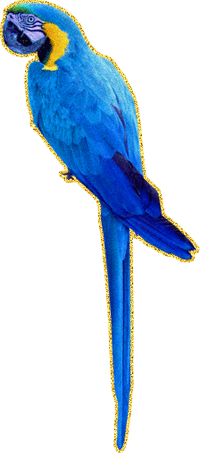 Ярко синий попугай
