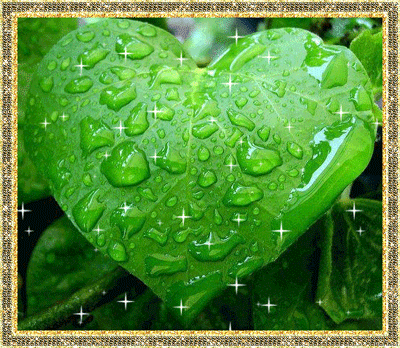зеленый лист в каплях дождя
