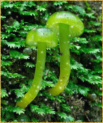 Маленькие зеленые грибы