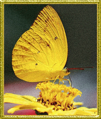 желтая бабочка на цветке