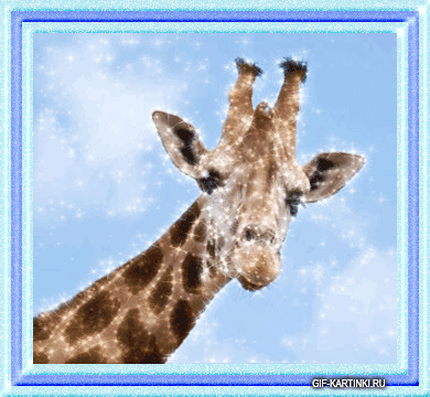 портрет жирафа