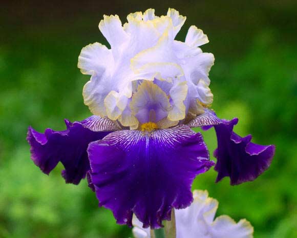 бело-фиолетовый цветок