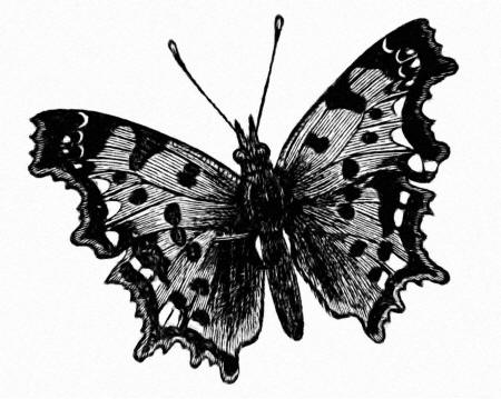 Черно-белый рисунок бабочки