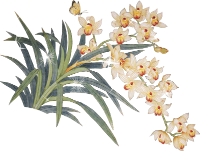 кустовые орхидеи