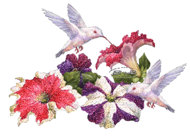 белые колибри