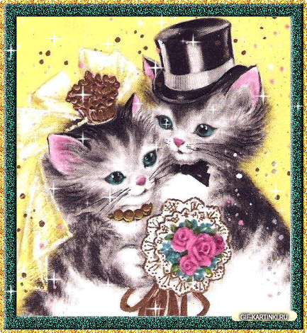 свадьба кошки и кота