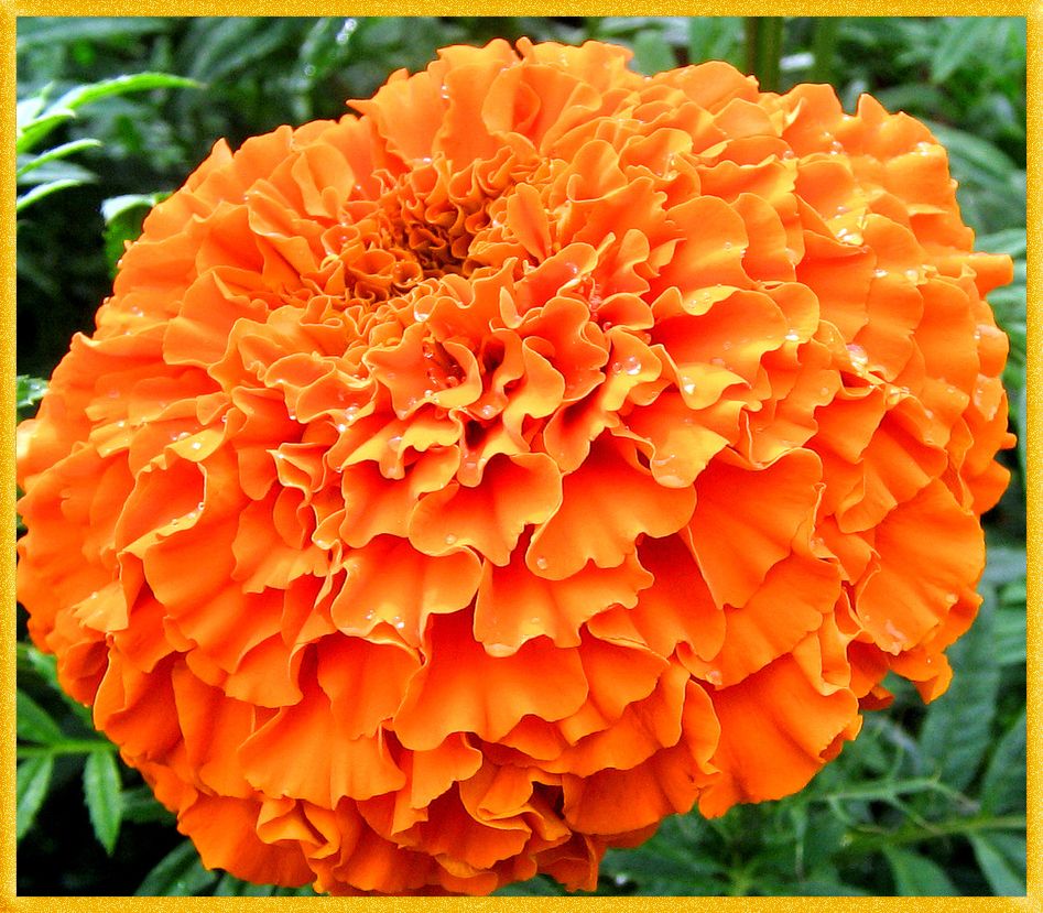 оранжевый цветок