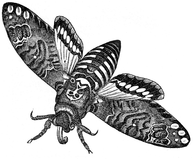 рисунок бабочки мертвая голова