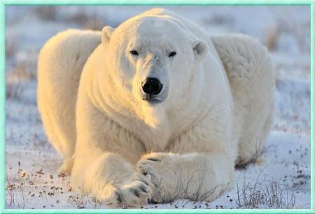фото белого медведя