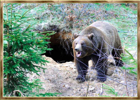 медведь у берлоги