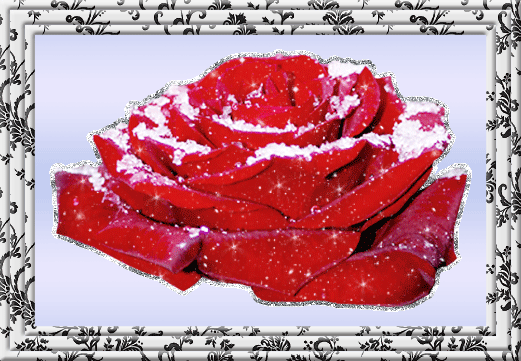 снег на красной розе