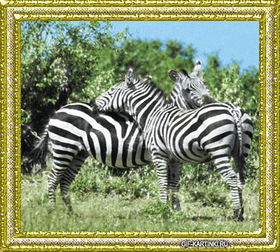 две зебры